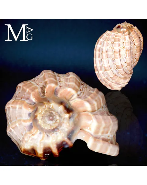 Harpa Major – L’Arpa del Mare