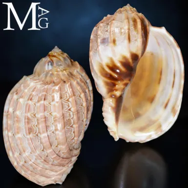 Harpa major – Grande Conchiglia Arpa Madagascar ...
