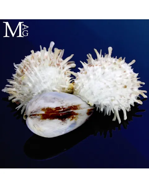 Simbiosi Modiolus Philippinarum e Spondylus Barbatus.