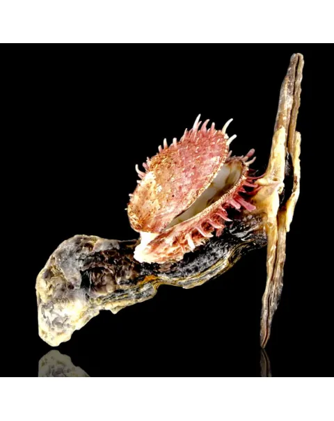 Spondylus su Malleus Malleus – Simbiosi marina.