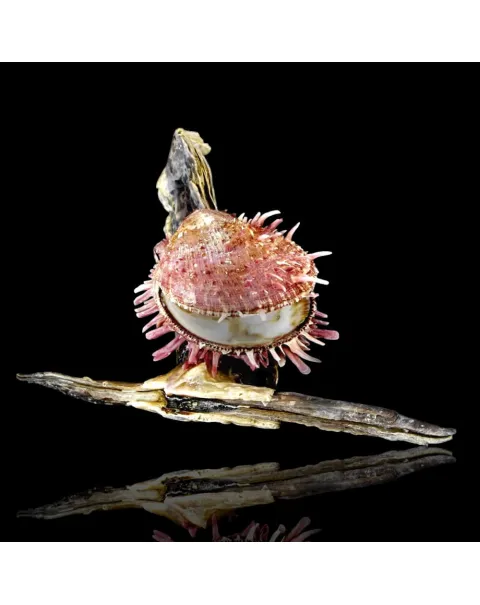 Spondylus su Malleus Malleus – Simbiosi marina.