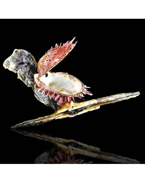 Spondylus su Malleus Malleus – Simbiosi marina.