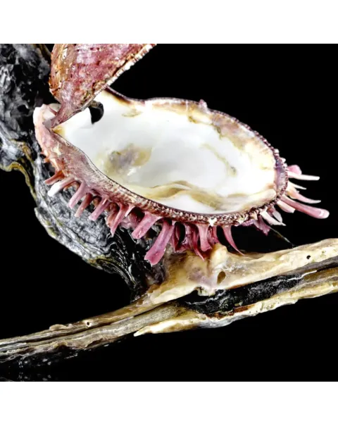 Spondylus su Malleus Malleus – Simbiosi marina.
