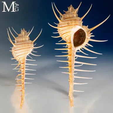 Conchiglia Murex troscheli Lischke, 1868