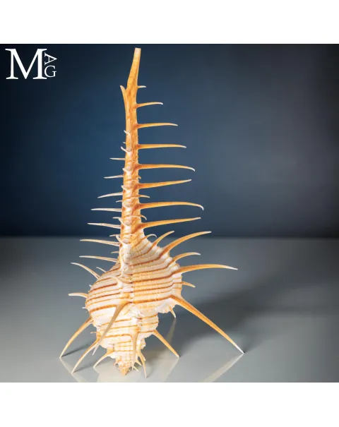 Murex troscheli – Conchiglia Marina Spinosa da Collezione