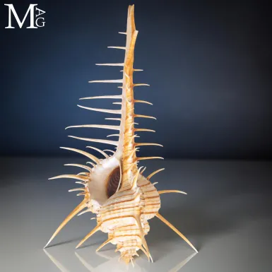 Murex troscheli – Conchiglia Marina Spinosa da C...