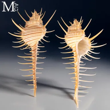 Conchiglia da Collezione Murex troscheli – Muric...