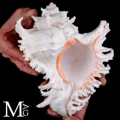Chicoreus Ramosus
