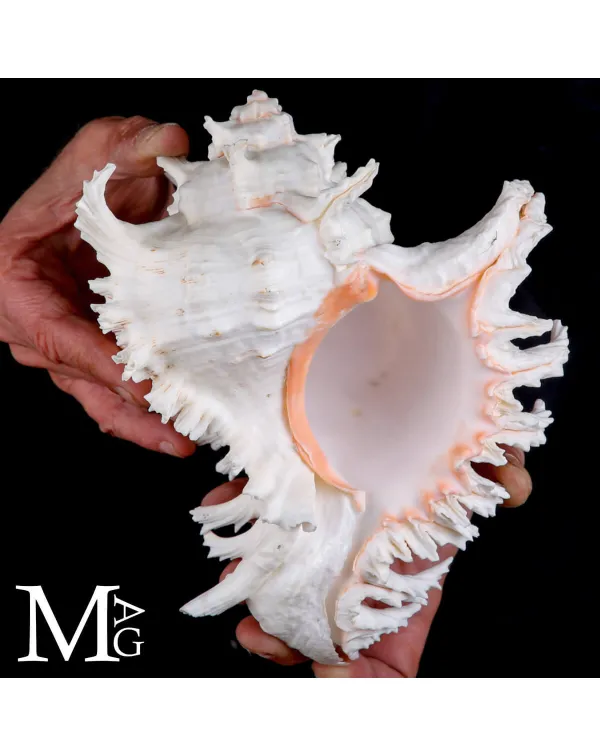 Chicoreus Ramosus