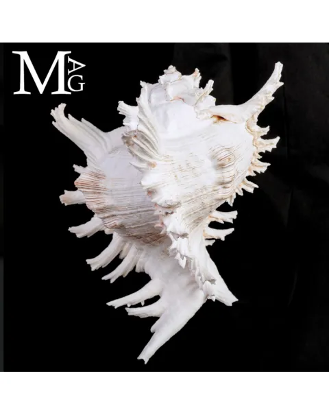 Chicoreus Ramosus – Magnifico esemplare da Collezione.