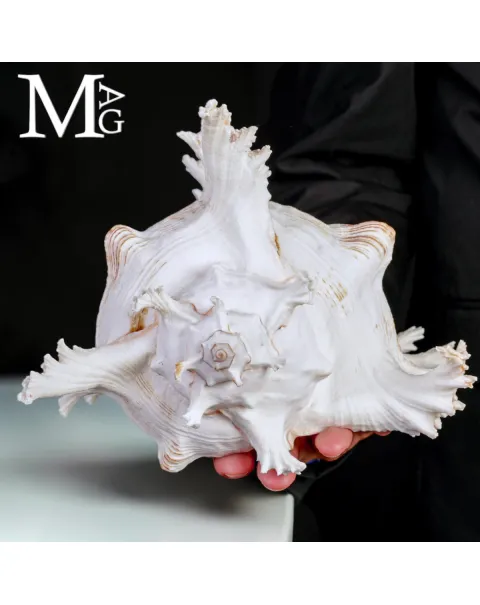 Chicoreus Ramosus – Magnifico esemplare da Collezione.