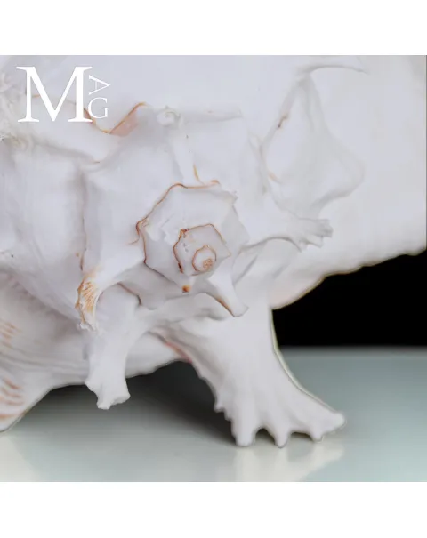 Chicoreus Ramosus – Magnifico esemplare da Collezione.