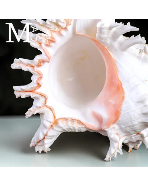 Chicoreus Ramosus – Magnifico esemplare da Collezione.