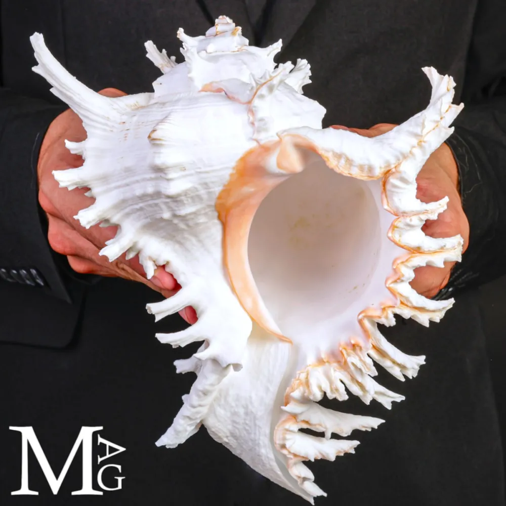 Chicoreus Ramosus – Magnifico esemplare da Collezione.