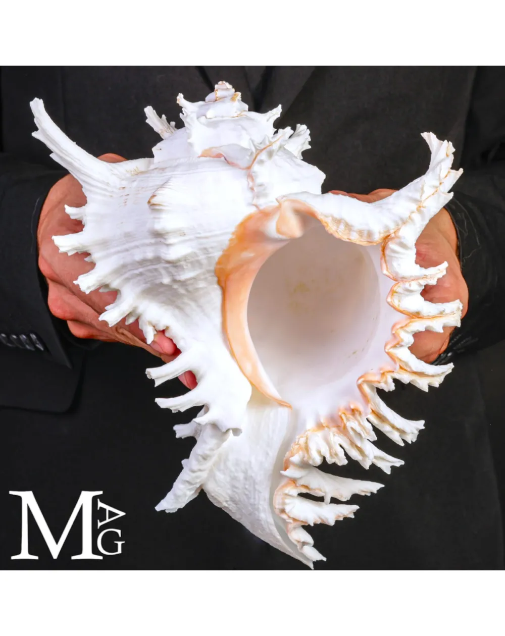 Chicoreus Ramosus – Magnifico esemplare da Collezione.