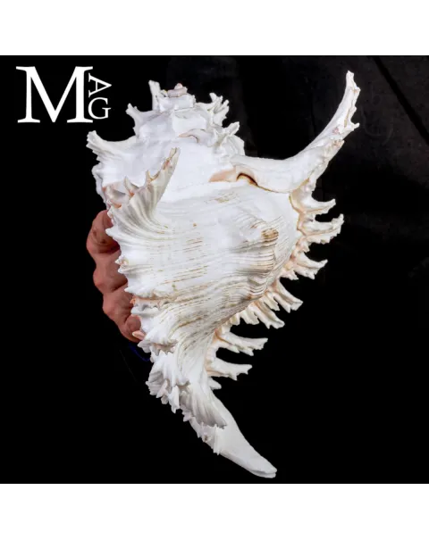 Chicoreus Ramosus – Magnifico esemplare da Collezione.