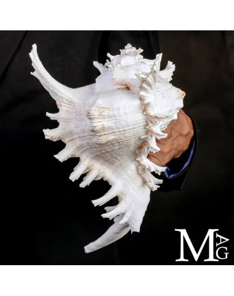 Chicoreus Ramosus – Magnifico esemplare da Collezione.