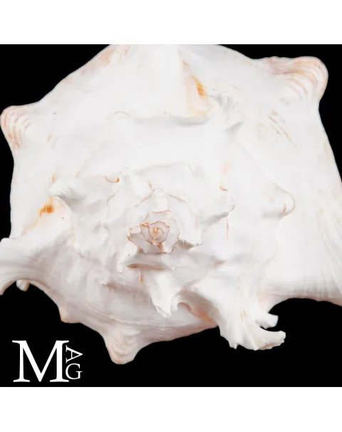 Chicoreus Ramosus