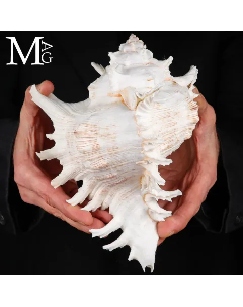 Chicoreus Ramosus