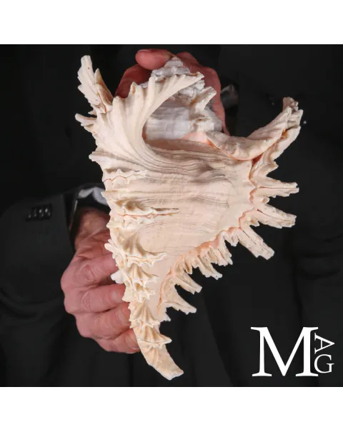 Murex Ramosus – Colorazione Particolare Avorio Rosato