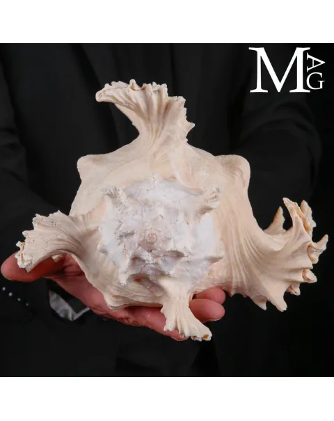 Murex Ramosus – Colorazione Particolare Avorio Rosato