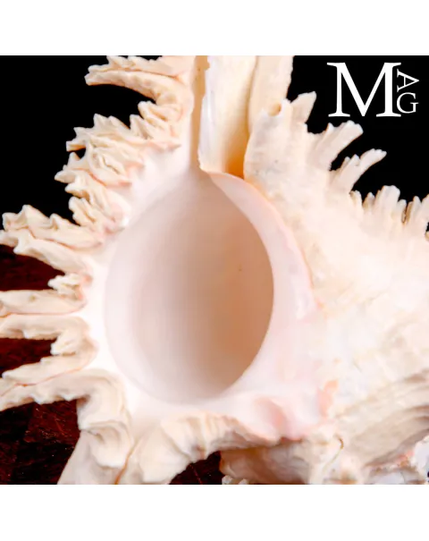 Murex Ramosus – Colorazione Particolare Avorio Rosato