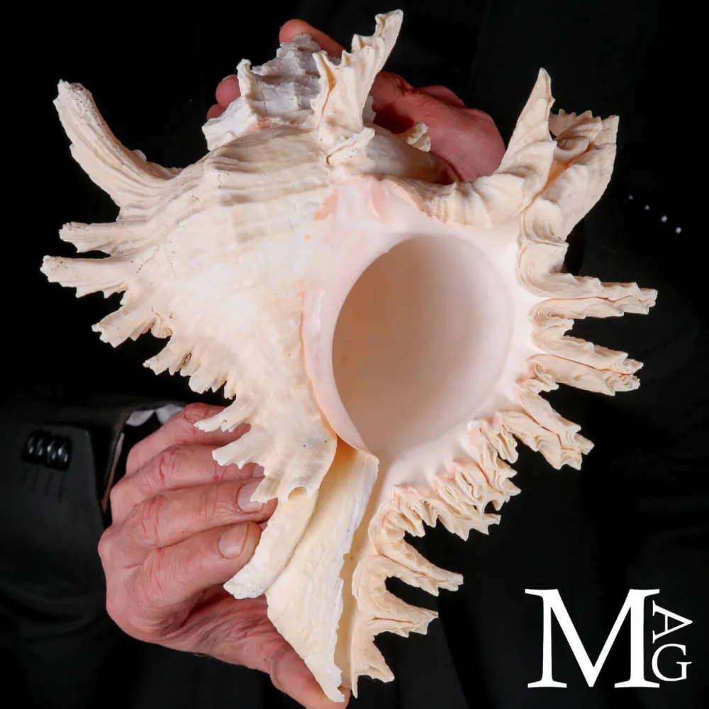 Murex Ramosus – Colorazione Particolare Avorio Rosato