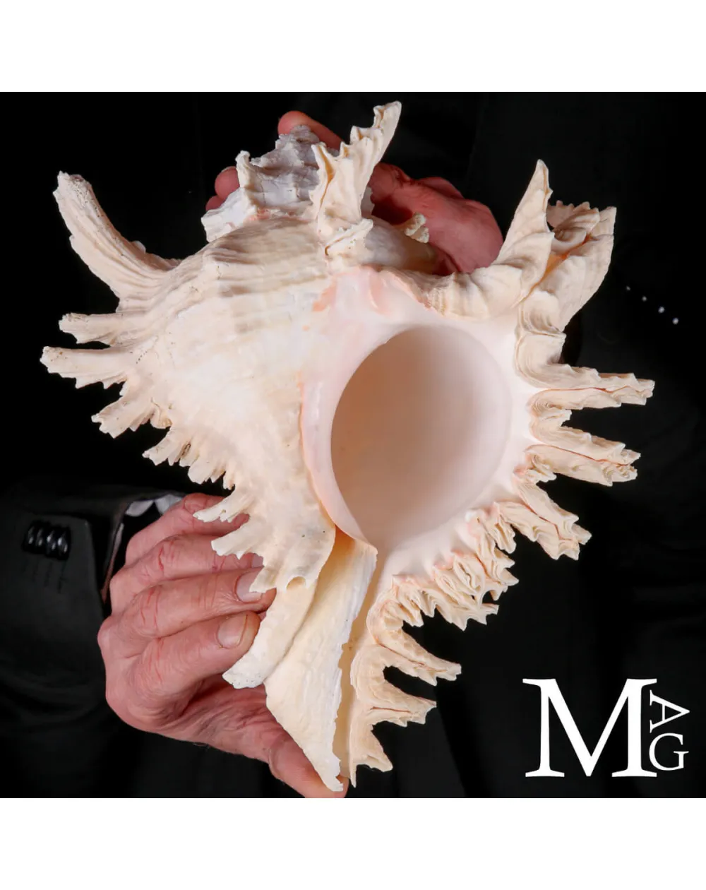 Murex Ramosus – Colorazione Particolare Avorio Rosato