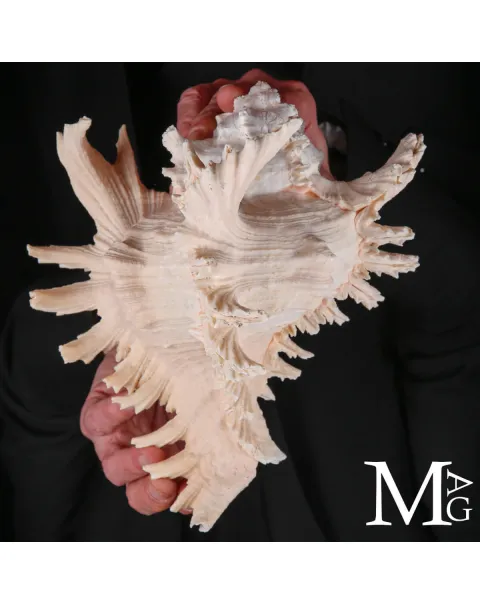 Murex Ramosus – Colorazione Particolare Avorio Rosato