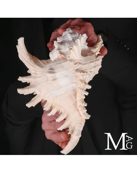 Murex Ramosus – Colorazione Particolare Avorio Rosato