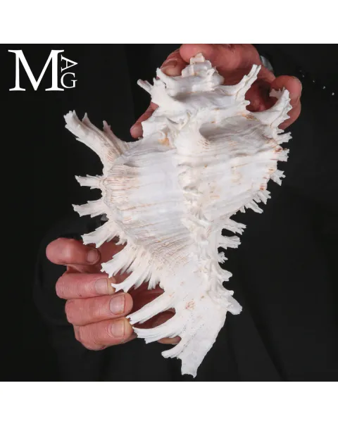 Murex Ramosus – Scultura Naturale dei Fondali Tropicali