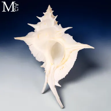 Siratus Alabaster – Alabaster Murex 156 mm