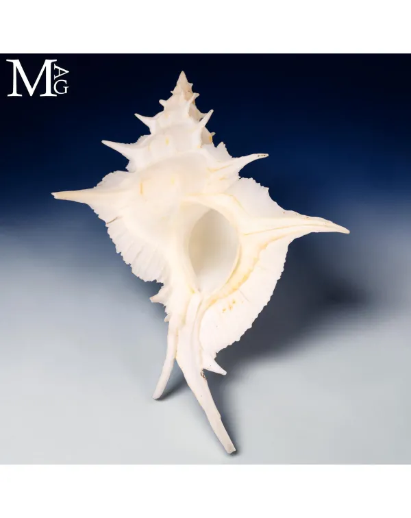 Siratus Alabaster – Alabaster Murex 156 mm