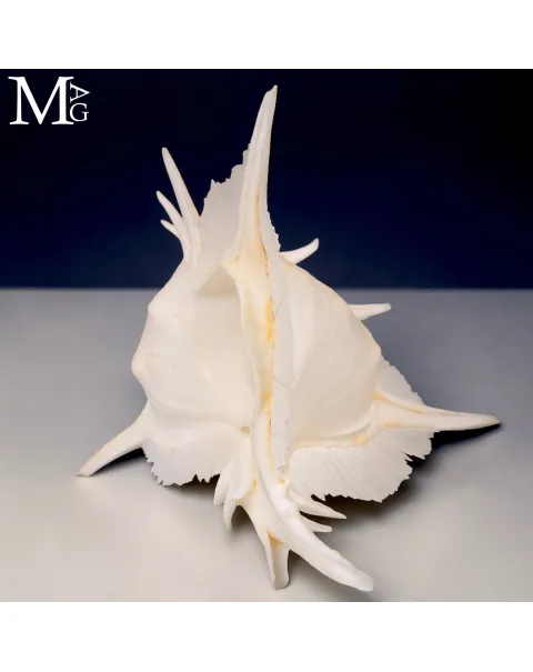 Siratus Alabaster – Conchiglia da Collezione.