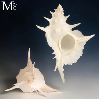 Siratus Alabaster – Conchiglia da Collezione.