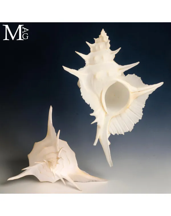 Siratus Alabaster – Conchiglia da Collezione.