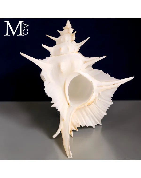 Siratus Alabaster - Alabaster Murex  – 151 mm
