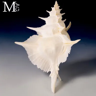 Siratus alabaster delle Filippine – Esemplare da...