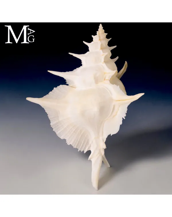 Siratus alabaster delle Filippine – Esemplare da...