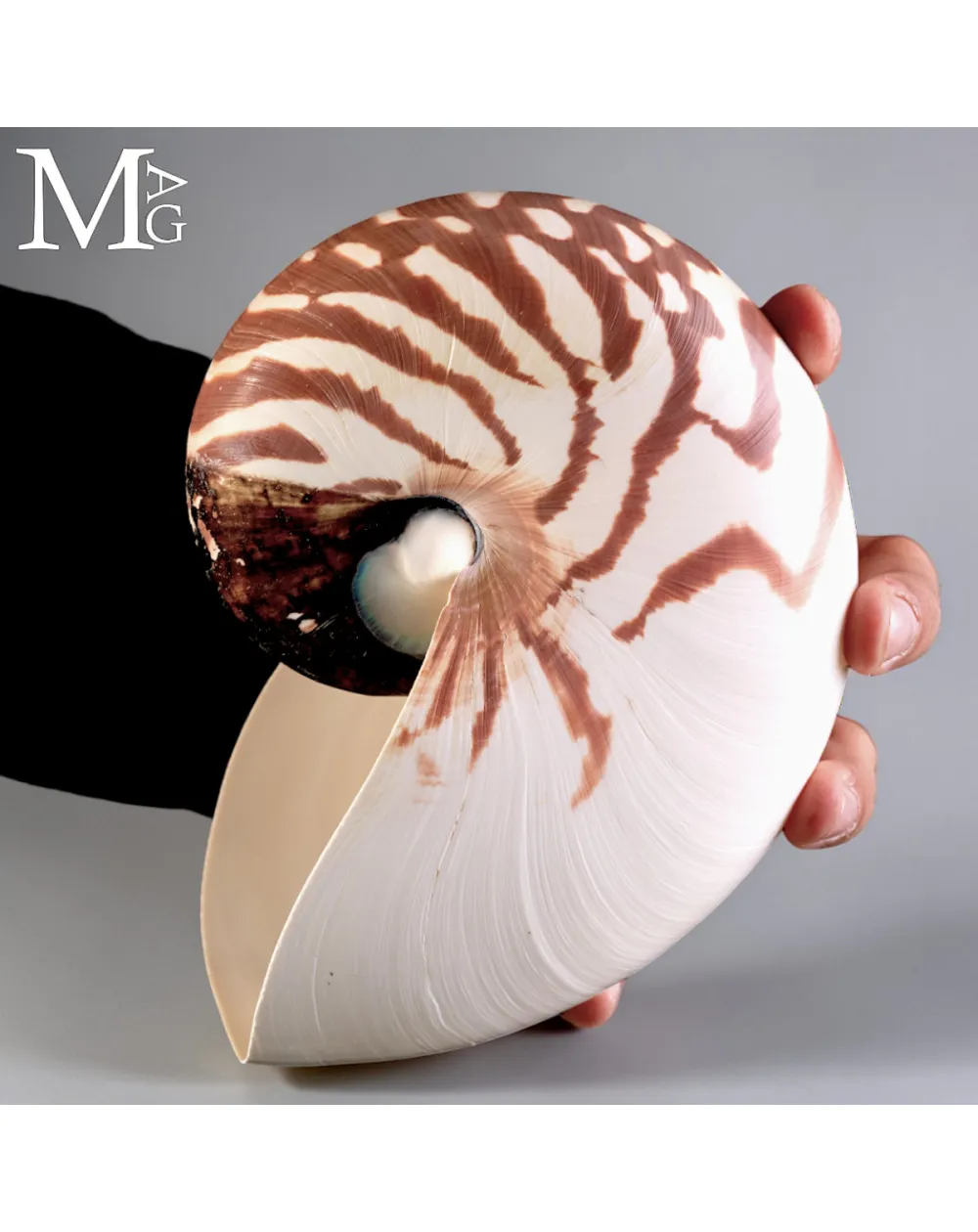 Nautilus Pompilius – Papua Nuova Guinea
