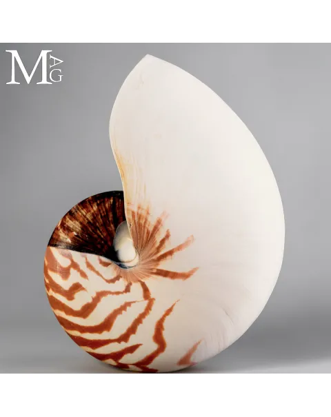 Nautilus Pompilius – Papua Nuova Guinea -193 mm