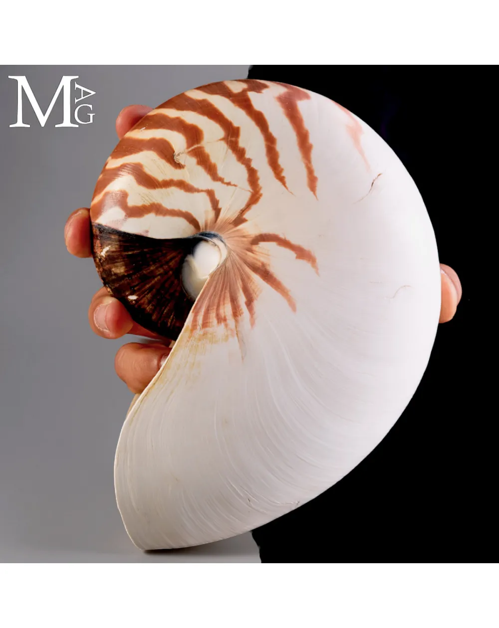 Nautilus Pompilius – Papua Nuova Guinea -193 mm