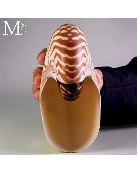 Nautilus Pompilius – Papua Nuova Guinea -193 mm
