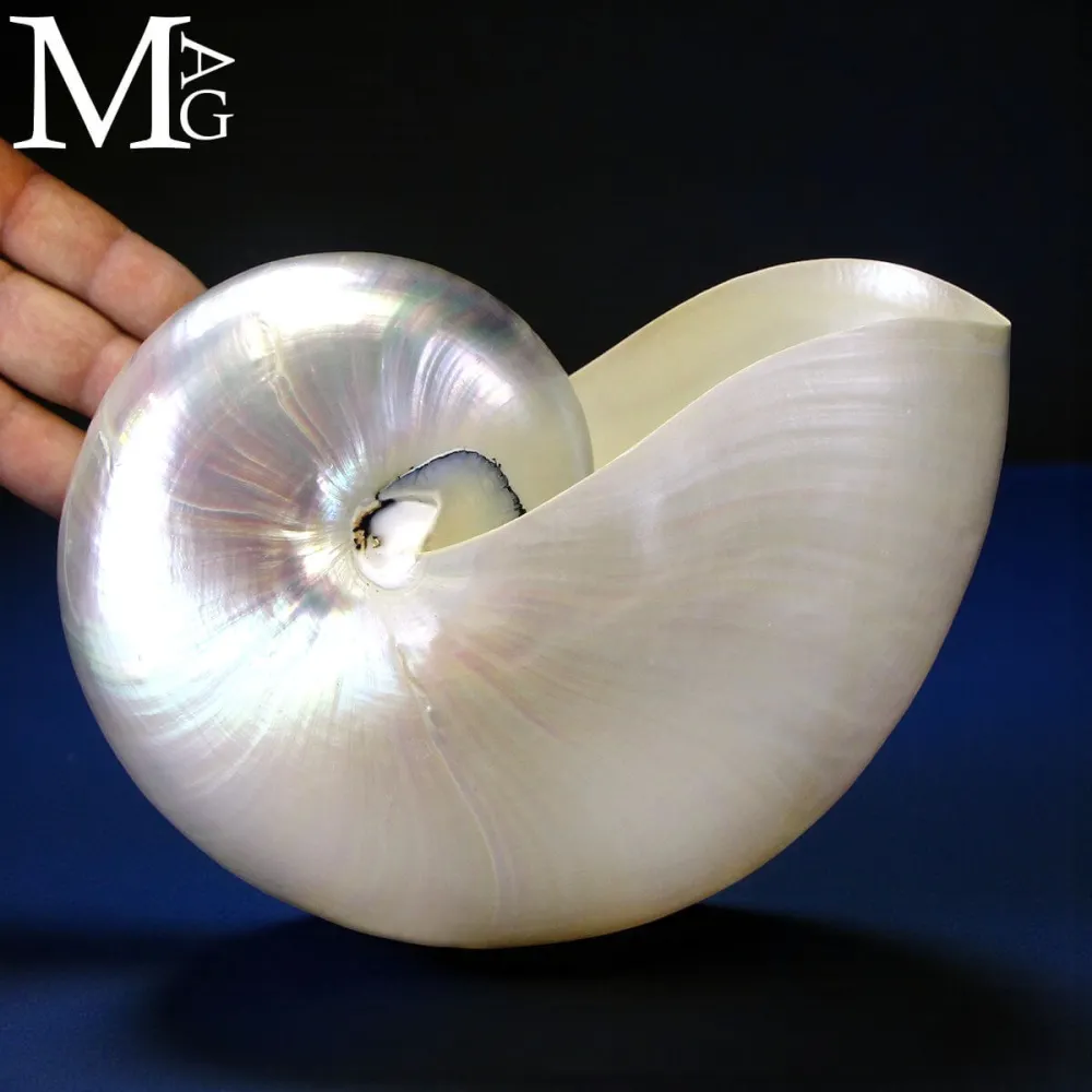 Nautilus – Conchiglia Naturale in Madreperla
