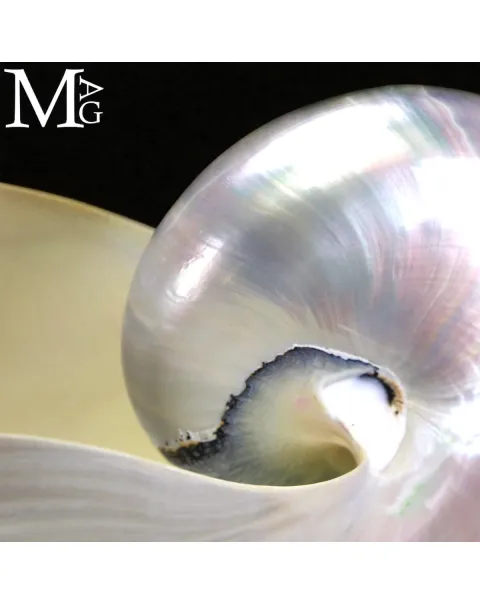 Nautilus – Conchiglia Naturale in Madreperla