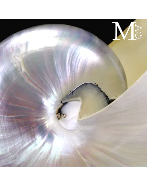 Nautilus – Conchiglia Naturale in Madreperla