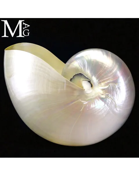 Nautilus – Conchiglia Naturale in Madreperla