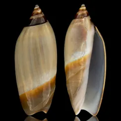 Agaronia Propatula (2)