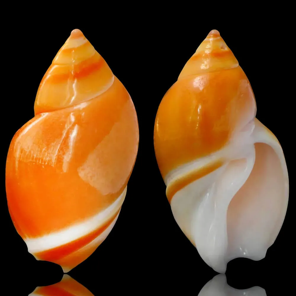 Eburna Lienardii
