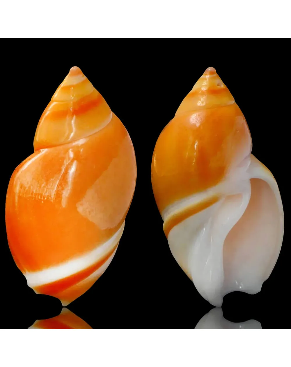 Eburna Lienardii